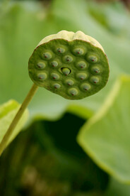 莲蓬莲子