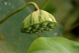 莲蓬莲子