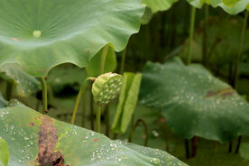 莲蓬莲子