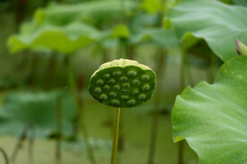 莲蓬莲子