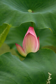 荷花花苞