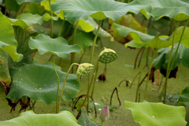莲蓬莲子