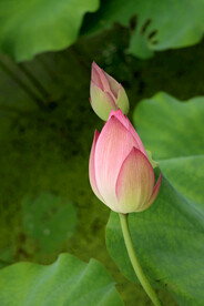 荷花花苞