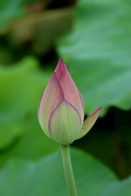 荷花花苞