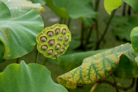 莲蓬莲子