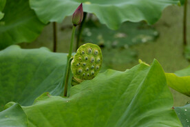 莲蓬莲子