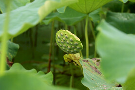 莲蓬莲子