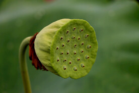 莲蓬莲子