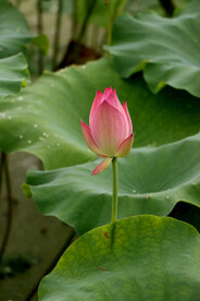 荷花花苞
