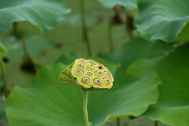 莲蓬莲子