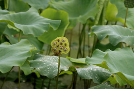 莲蓬莲子