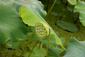 莲蓬莲子