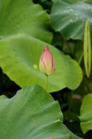 荷花花苞