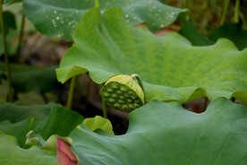 莲蓬莲子