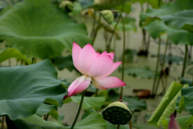 荷花