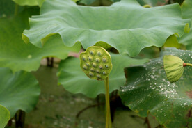 莲蓬莲子
