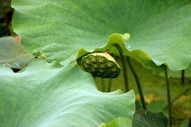 莲蓬莲子