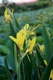 美人蕉