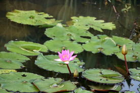 睡莲花