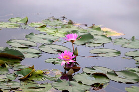 睡莲花开