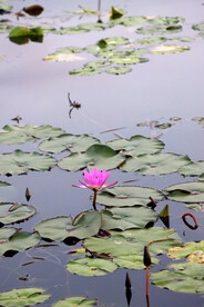 睡莲花