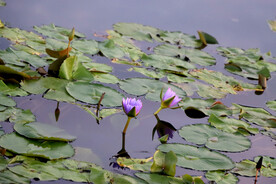 睡莲花