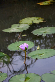 睡莲花