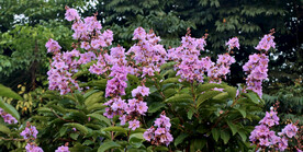 紫薇花