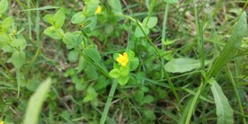 地耳草花