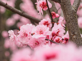 梅花