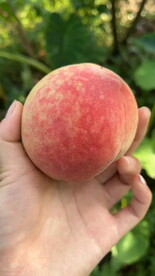 龙泉水蜜桃