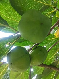甘肃苹果梨