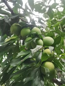 甘肃苹果梨