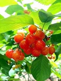 樱桃