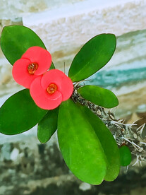 花草