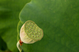 莲蓬莲子