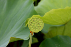 莲蓬莲子
