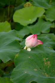 荷花花苞
