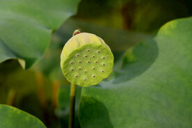 莲蓬莲子