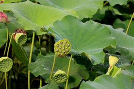 莲蓬莲子
