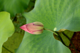 荷花花苞