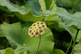 莲蓬莲子