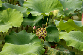 莲蓬莲子