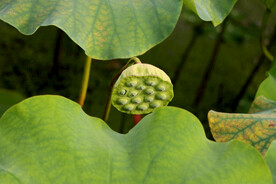 莲蓬莲子