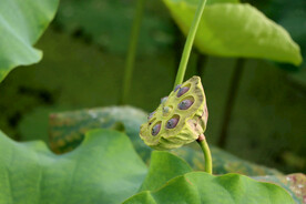 莲蓬莲子