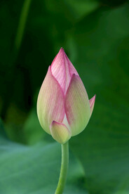 荷花花苞