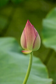 荷花花苞