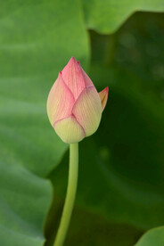 荷花花苞花蕾