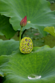 莲蓬莲子