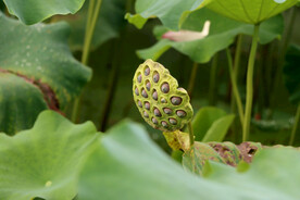 莲蓬莲子